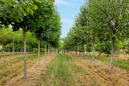 Actualité de CCHE pour le projet Q11 - Les Chênes à Renens, sélection en pépinière
