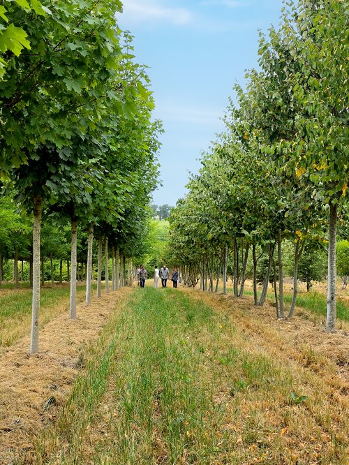 Actualité de CCHE pour le projet Q11 - Les Chênes à Renens, sélection en pépinière