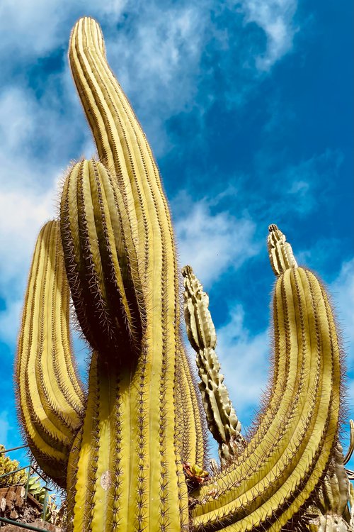 Portrait de CCHE Michael Pereira Architecte associé Portugal