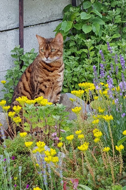 CCHE Portrait de Franziska Lakomski Suisse